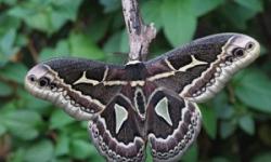 Талисман бабочки: значение и применение по фэн-шуй